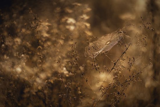 découvrez l'univers fascinant de la web culture, où les tendances numériques, les mèmes, et l'art en ligne s'entrelacent pour façonner notre époque. plongez dans l'impact des réseaux sociaux, l'évolution des contenus et les innovations qui redéfinissent la création et le partage d'informations sur internet.