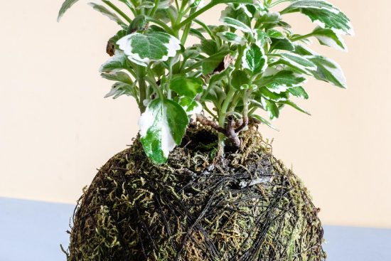 découvrez l'art du kokedama, cette technique japonaise de jardinage qui allie esthétisme et nature. apprenez à créer vos propres sphères de mousse pour embellir vos espaces intérieurs et extérieurs avec originalité et élégance.