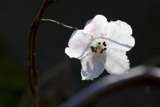 découvrez l'art japonais de l'ikebana, la composition florale qui allie harmonie, simplicité et élégance. apprenez les techniques traditionnelles et modernisez votre intérieur avec des arrangements floraux uniques.