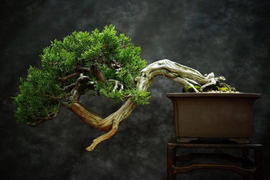 découvrez l'art du bonsaï, cette fascinante pratique qui consiste à cultiver des arbres miniatures. apprenez les techniques essentielles pour transformer un simple plant en une véritable œuvre d'art végétale. idéal pour les passionnés de jardinage et ceux en quête de sérénité.