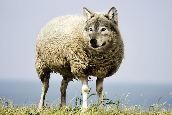 découvrez l'univers fascinant des fables, ces courtes histoires morales qui mêlent animaux et sagesse humaine. plongez dans des récits riches en leçons de vie et en réflexions pour petits et grands.