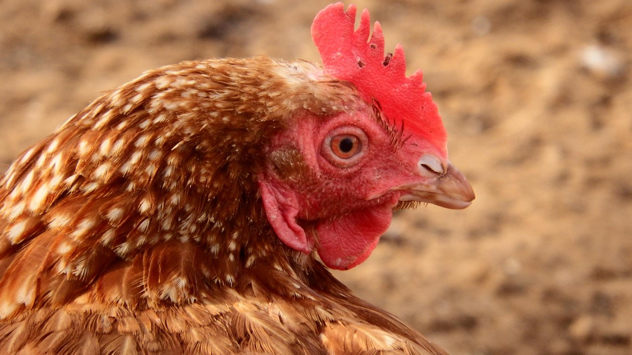 découvrez les origines terrifiantes des histoires d'horreur à travers le temps. plongez dans un monde où les légendes prennent vie et les cauchemars deviennent réalité. explorez comment ces récits sombres ont façonné notre culture et continuent d'inspirer des générations de passionnés du genre.