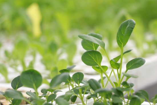 découvrez l'aéroponie, une technique de culture innovante sans sol qui optimise la croissance des plantes grâce à une suspension des racines dans l'air et une alimentation en nutriments vaporisés.