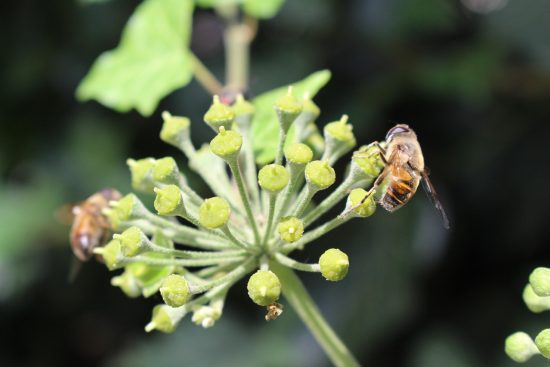 découvrez la permaculture : une approche durable de l’agriculture et du jardinage qui respecte la nature, favorise la biodiversité et permet de produire des aliments sains tout en préservant l’environnement.