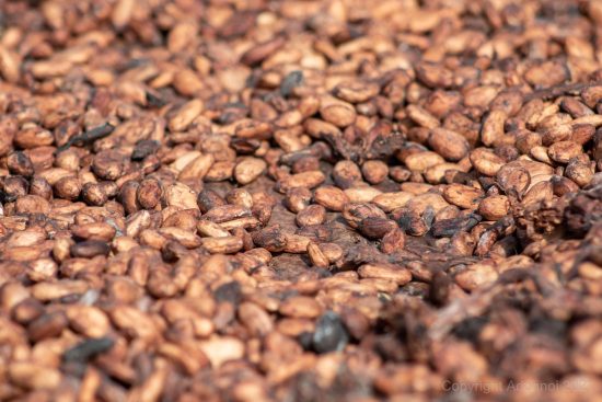 découvrez le processus naturel de fermentation, ses bienfaits pour la santé, et comment il transforme les aliments en délices nutritifs et savoureux.
