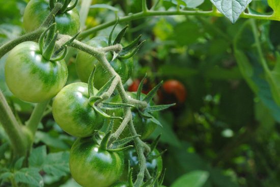 découvrez l'agriculture urbaine : une solution durable pour cultiver vos propres fruits et légumes en ville, favoriser la biodiversité et renforcer les communautés locales.