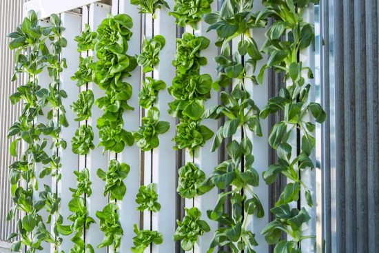 découvrez l'agriculture verticale, une méthode innovante de culture en milieu urbain qui optimise l'espace, économise les ressources et offre des produits frais toute l'année.