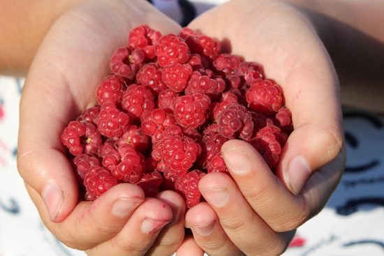 découvrez les bienfaits surprenants des cornichons pour la santé, incluant une digestion améliorée, un apport en probiotiques naturels et un soutien immunitaire.