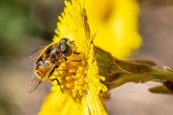 découvrez le monde des insectes comestibles, une source durable et nutritive de protéines, idéale pour une alimentation innovante et respectueuse de l'environnement.