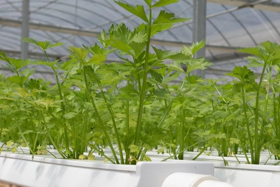découvrez l'hydroponie, une méthode innovante de culture sans sol qui optimise la croissance des plantes grâce à une solution nutritive contrôlée. parfait pour un jardinage durable et efficace.