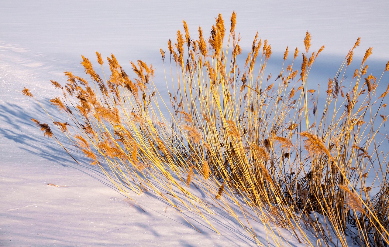 découvrez tout sur la glace sèche : propriétés, utilisations et conseils de sécurité pour manipuler ce dioxyde de carbone solide à -78°c.