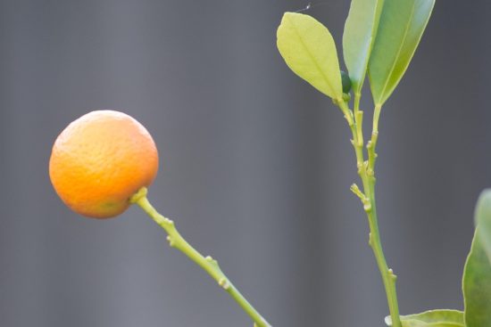 découvrez les bienfaits naturels du guarana, une plante énergisante reconnue pour stimuler l'énergie, améliorer la concentration et favoriser la vitalité au quotidien.