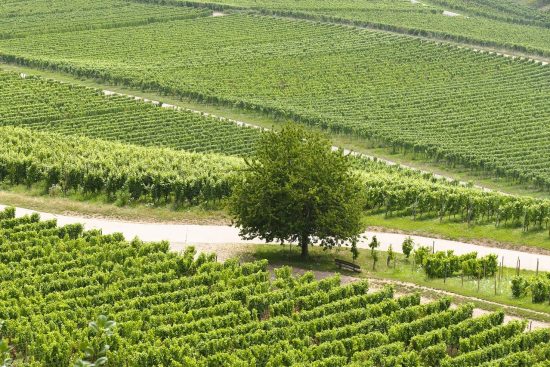 découvrez le vin naturel : un vin authentique produit avec un minimum d'intervention, préservant la richesse des saveurs et l'expression du terroir.
