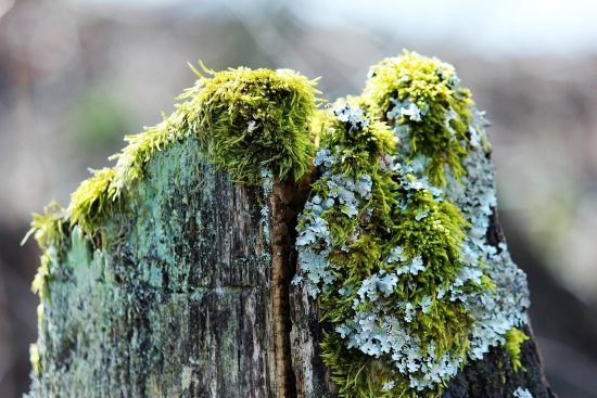 découvrez le staking, une méthode simple et sécurisée pour générer des revenus passifs en participant à la validation des transactions sur une blockchain.