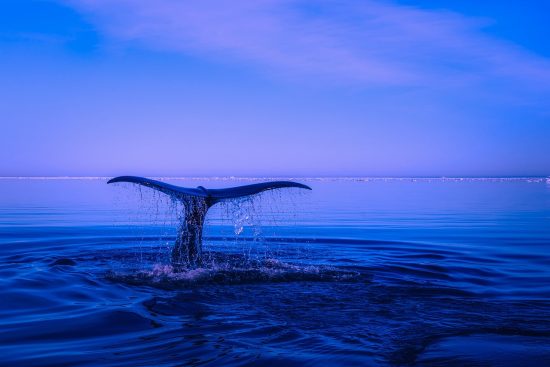 découvrez tout sur les baleines : leurs espèces, comportements, habitats naturels et leur importance dans l'écosystème marin.