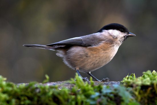 découvrez tout sur la volatilité : définition, impact sur les marchés financiers, causes et comment la gérer efficacement pour optimiser vos investissements.