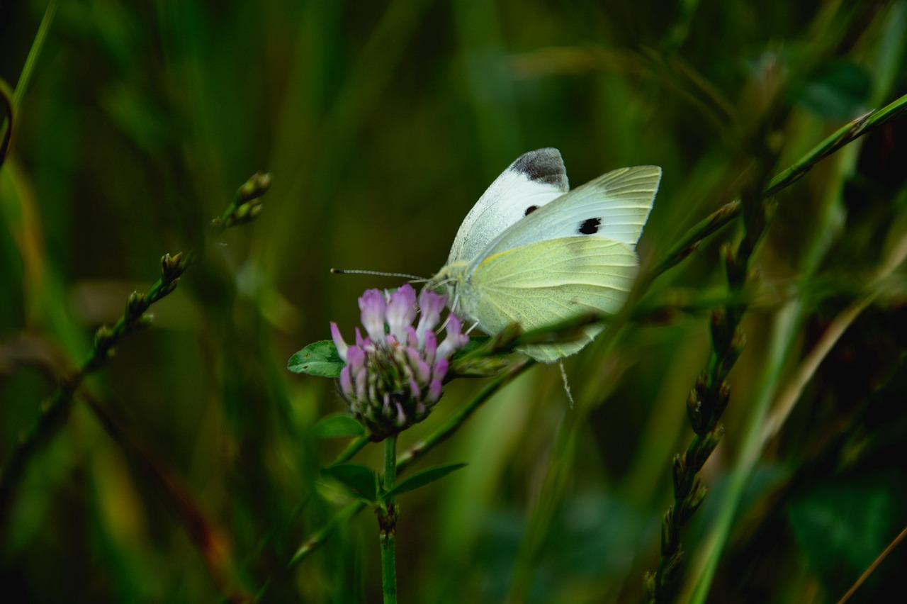 découvrez tout ce qu'il faut savoir sur le terme 'sec' : définitions, usages et contextes variés pour mieux comprendre ce mot simple mais polyvalent.